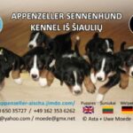 Appenzeller Sennenhund: FCI Kennel - IS SIAULIU -
