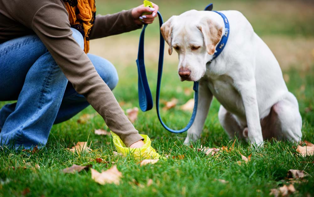 Dog owner using plastic bag to cleaning dogs excrement in the park. Friendship between human and dog. Pets and animals concept
