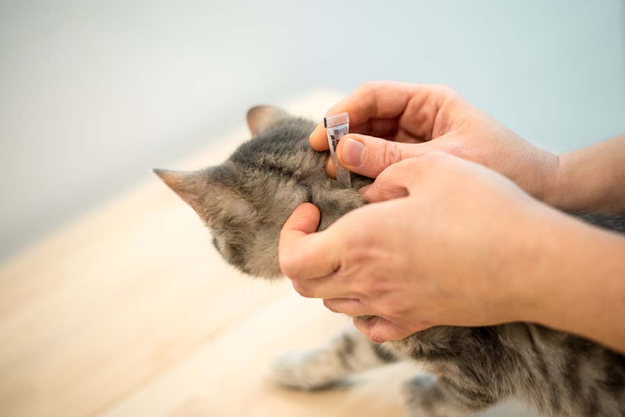 Female veterinarian doctor uses anti-flea drops to treat a cat