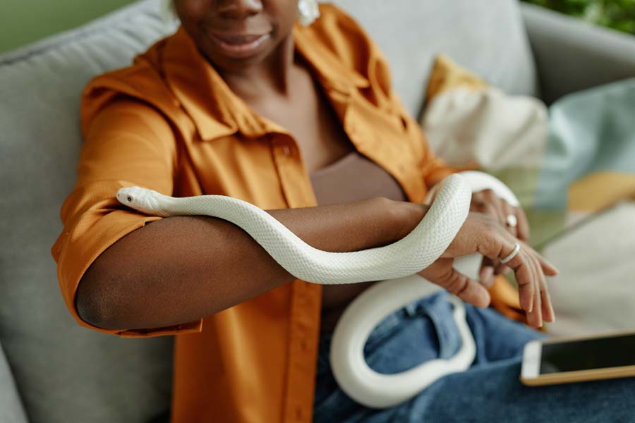 Close-up of white rat snake creeping over arms of young African American female owner holding exotic pet during animal assisted therapy